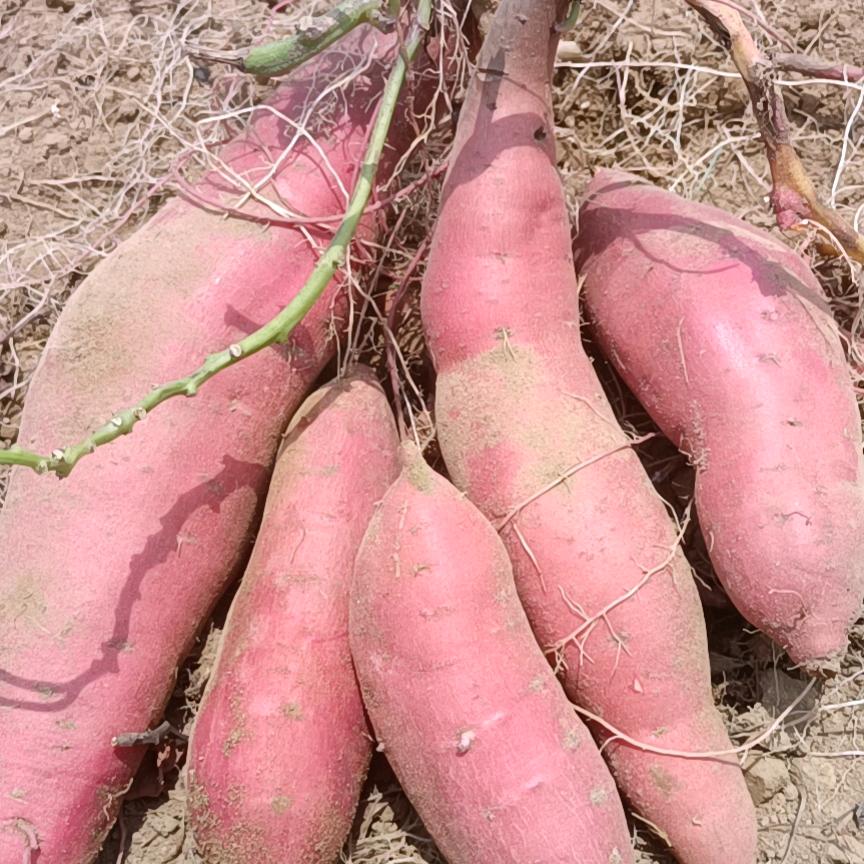 庞弟农副产品批发