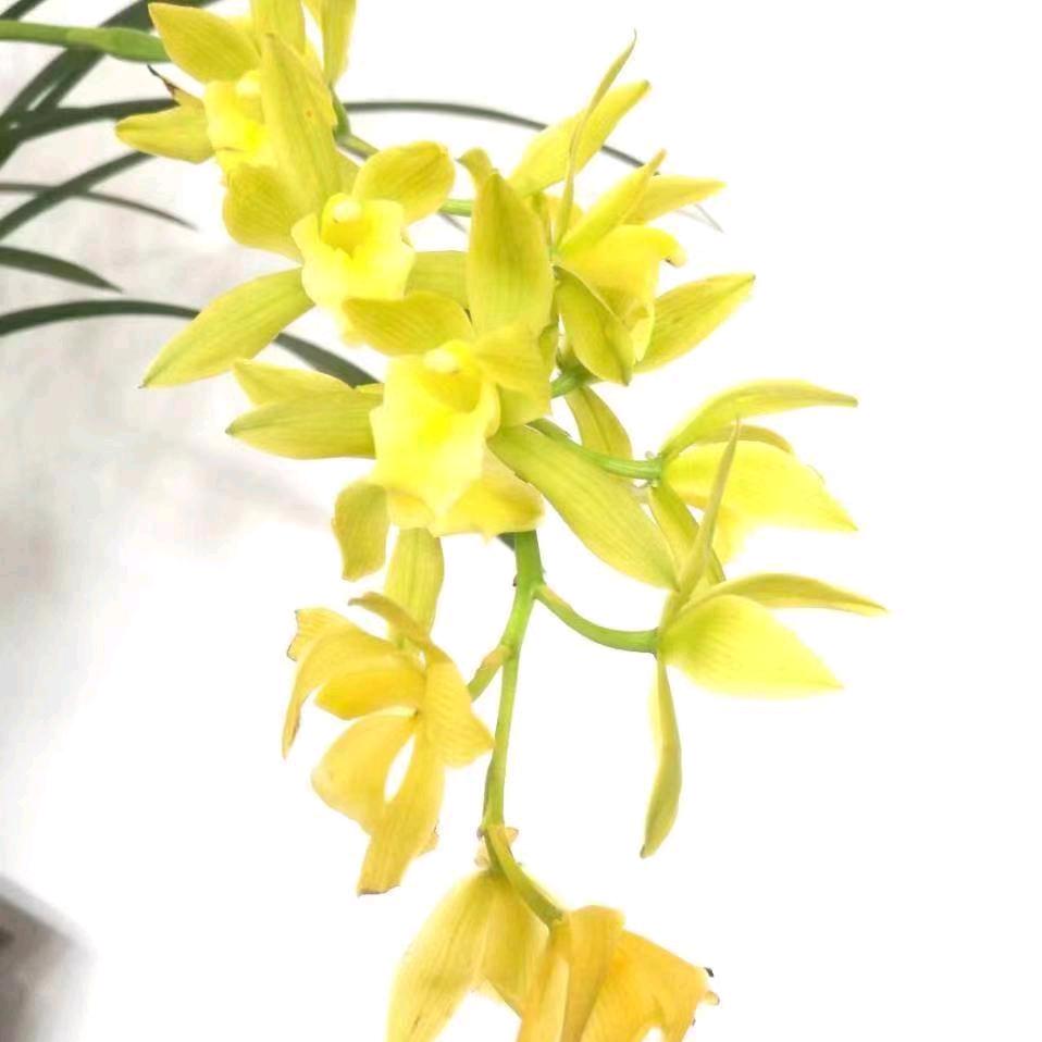 兰花草🍃