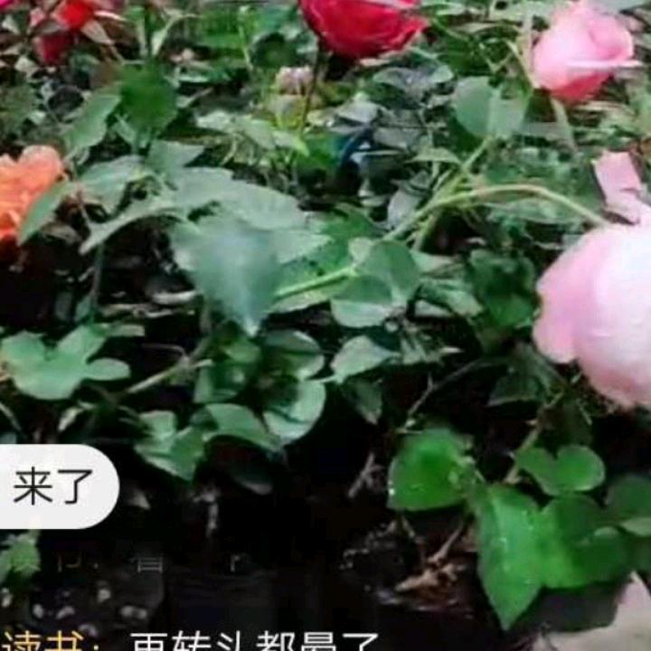 国