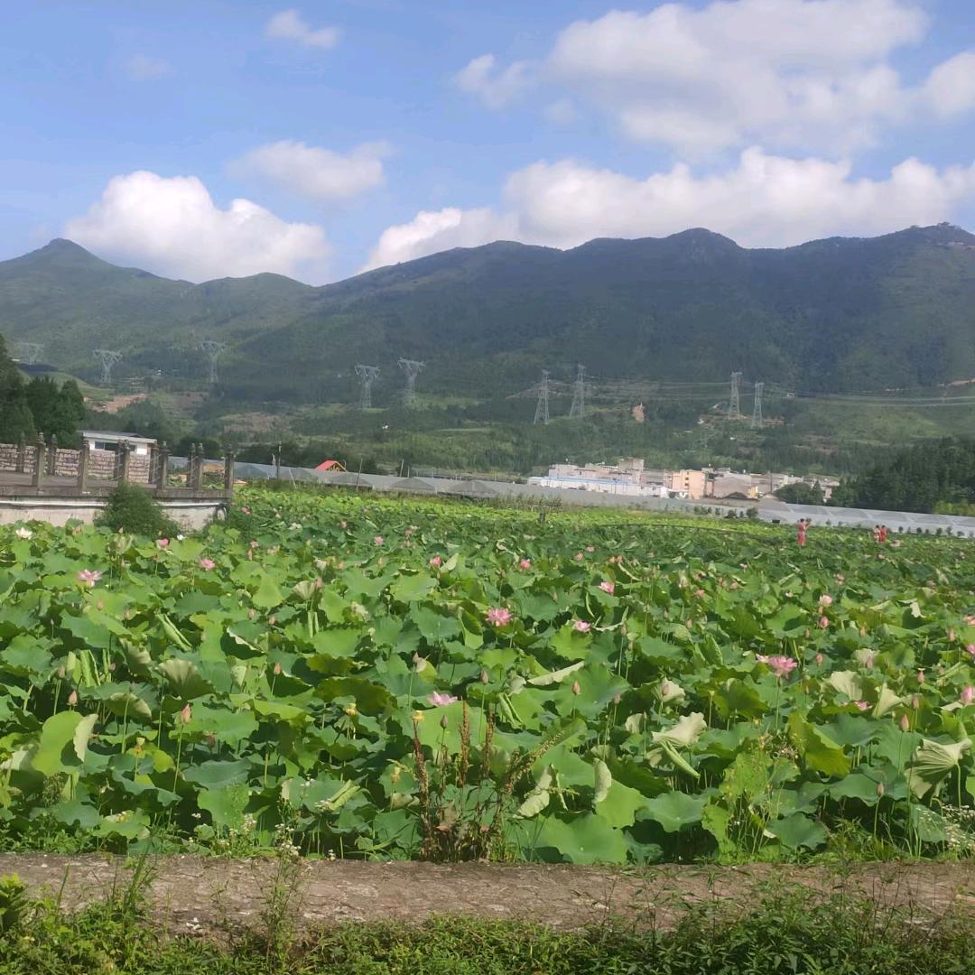 阿莲