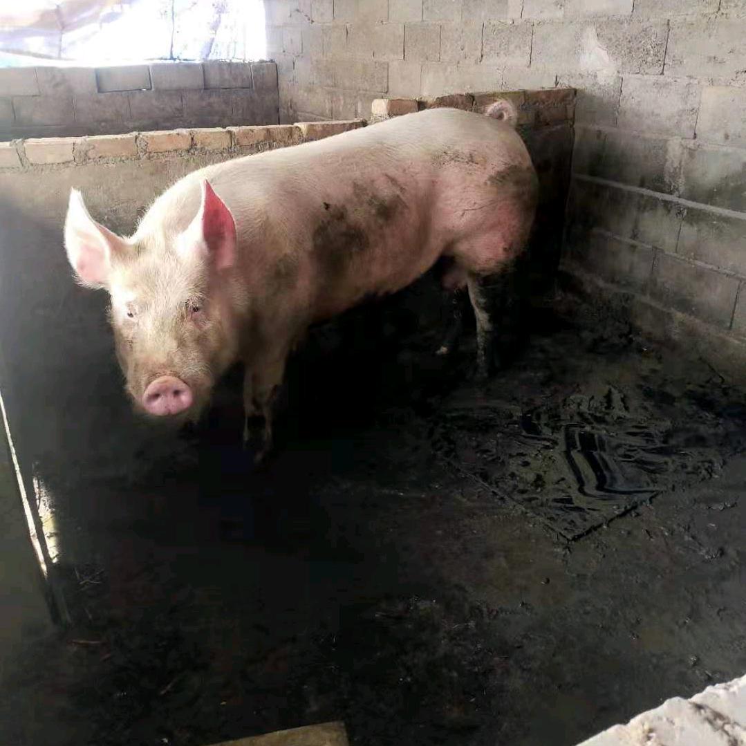 陆村赵龙配猪🐷