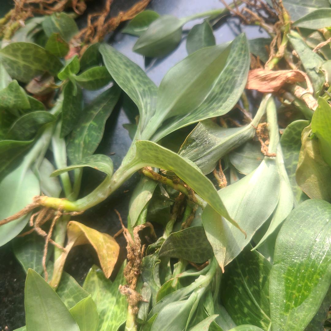 一生爱你千百回