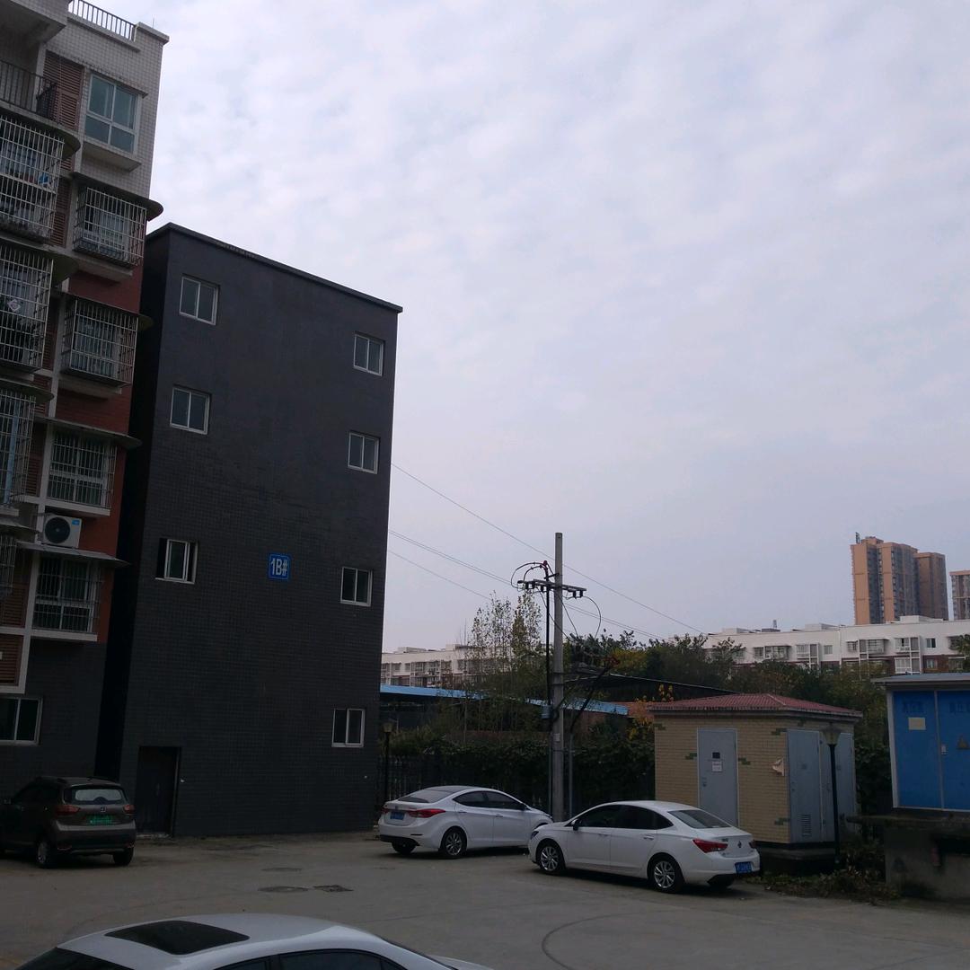 青松