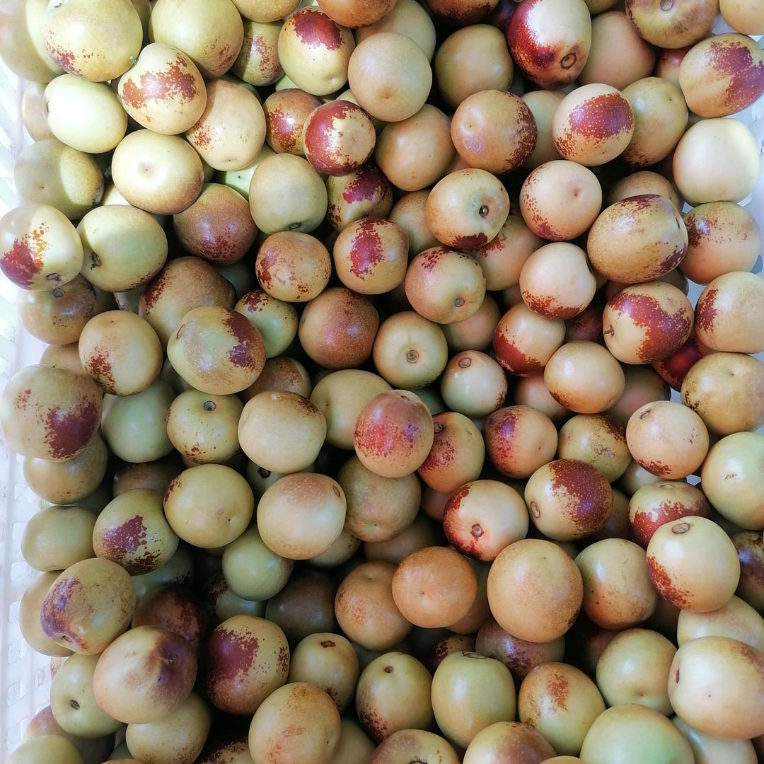 冬枣小哥（波仔）