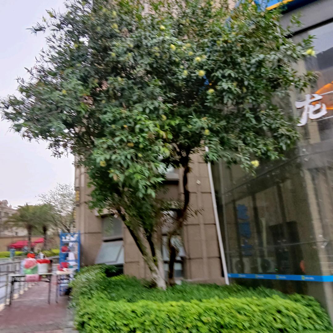 李乐