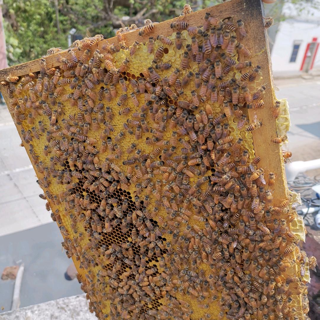 富林庆记蜂业（詹伙庆）