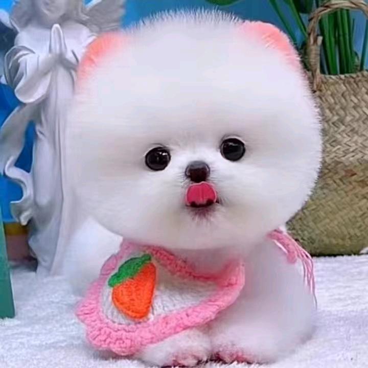 இ   钟情   இ   ʕ•̫͡•ོʔ