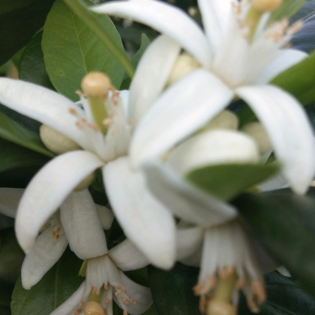 百合花