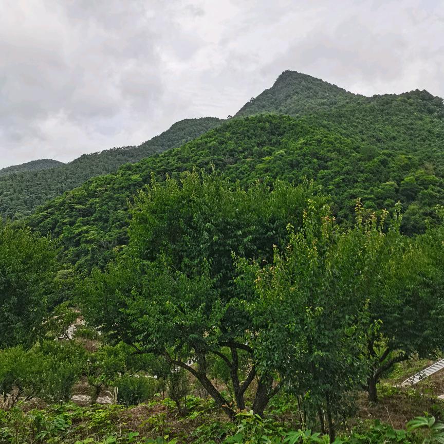 美丽花朵
