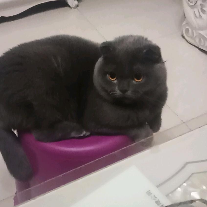 甜豆豆'
