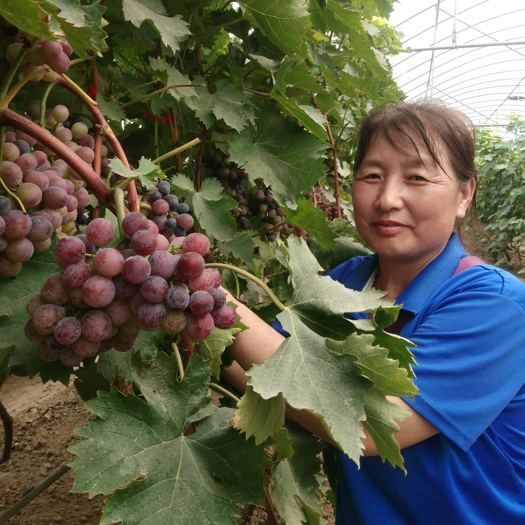 郑州市黄河农场葡萄采摘园15号大棚