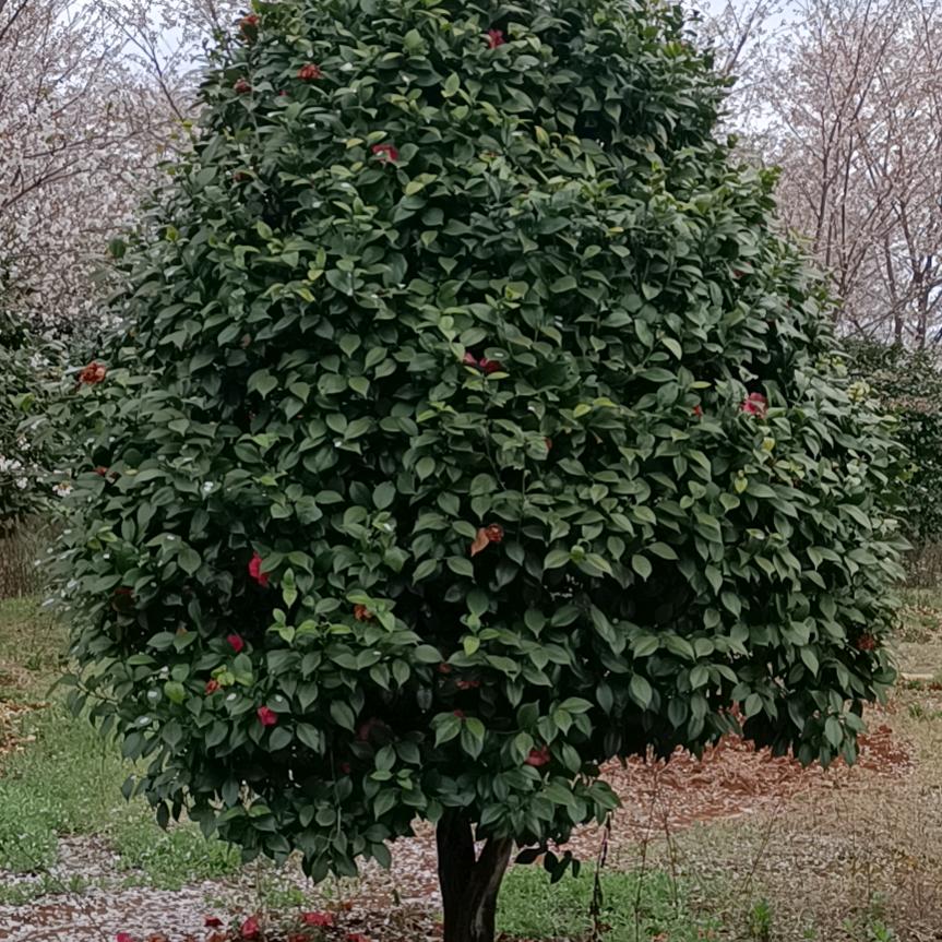 如果还可以丛来