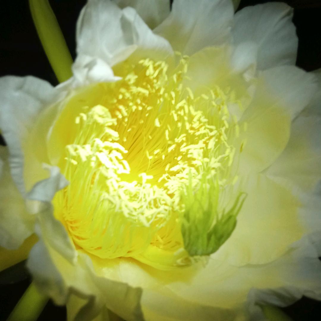 小白兔爱养花