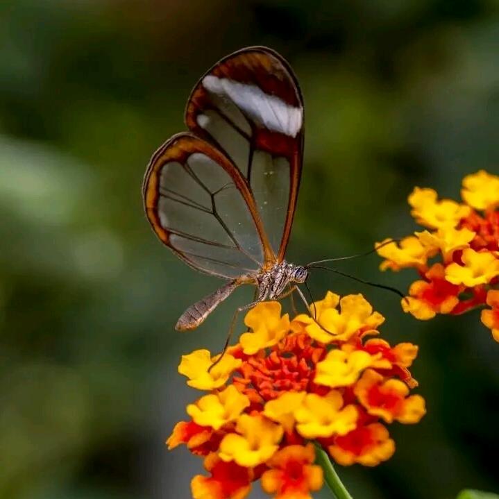 陌上花开、