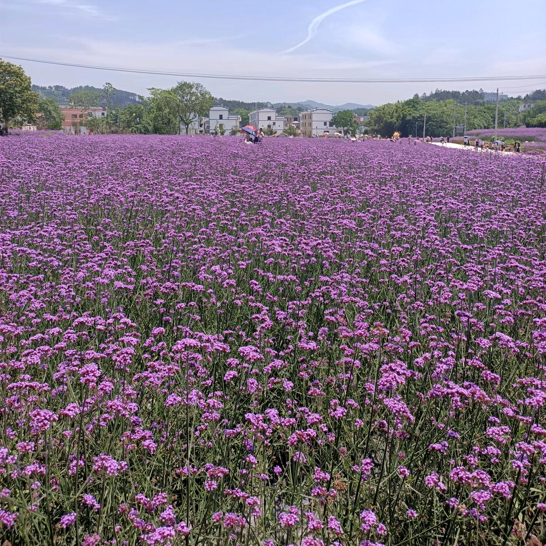 老油条