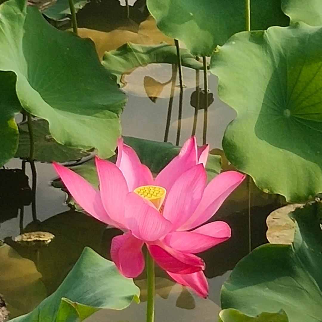 吉祥三宝🙏