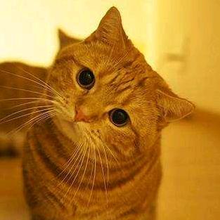 猫的吕小布