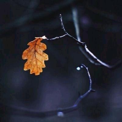 不言成蹊