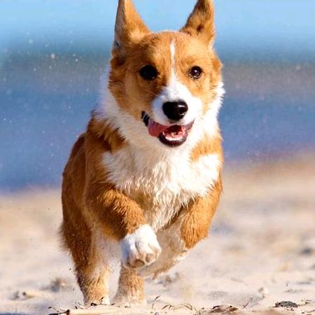 犬犬（拳拳）之❤️
