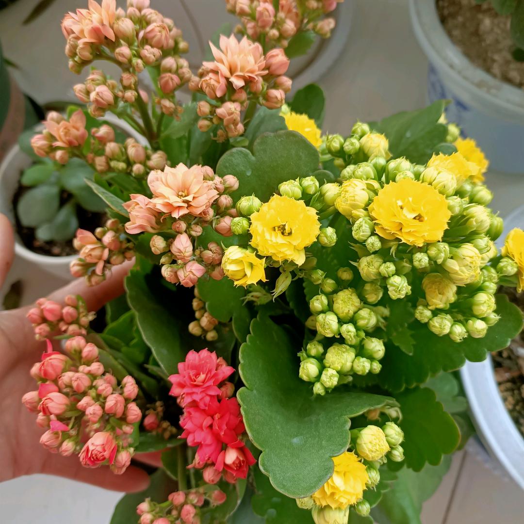 琴韵竹语🌹🌹