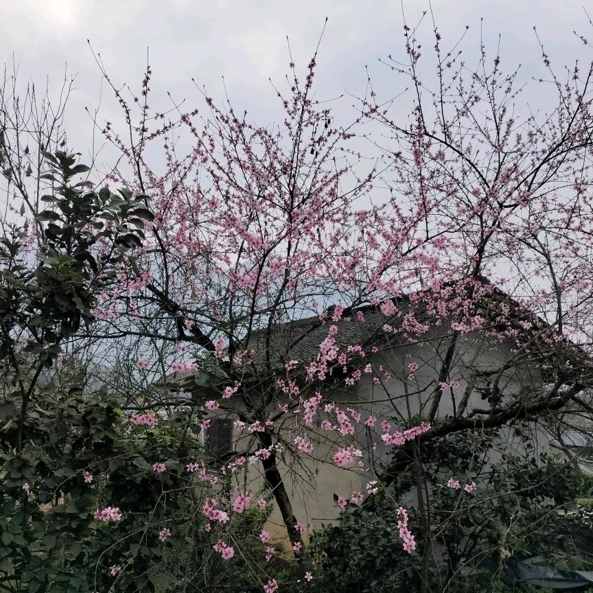 風雲