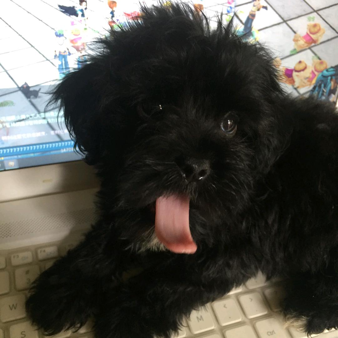 劉醒搏嘴非凡哥