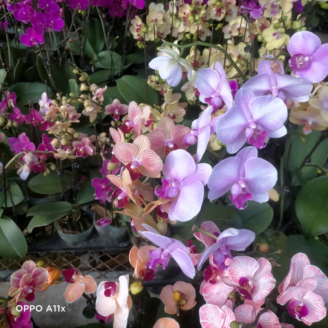 梦想的天空暖洋洋