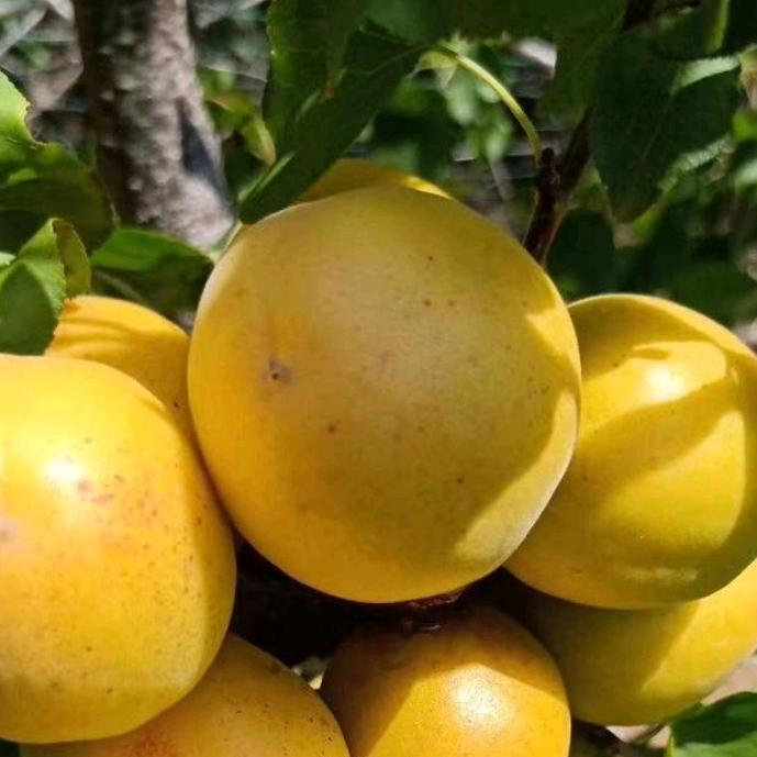 若尘(香蜜农业)