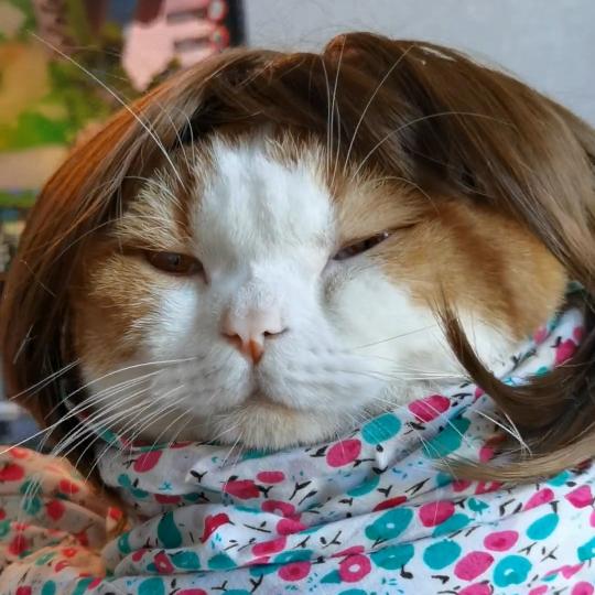 饭炒蛋