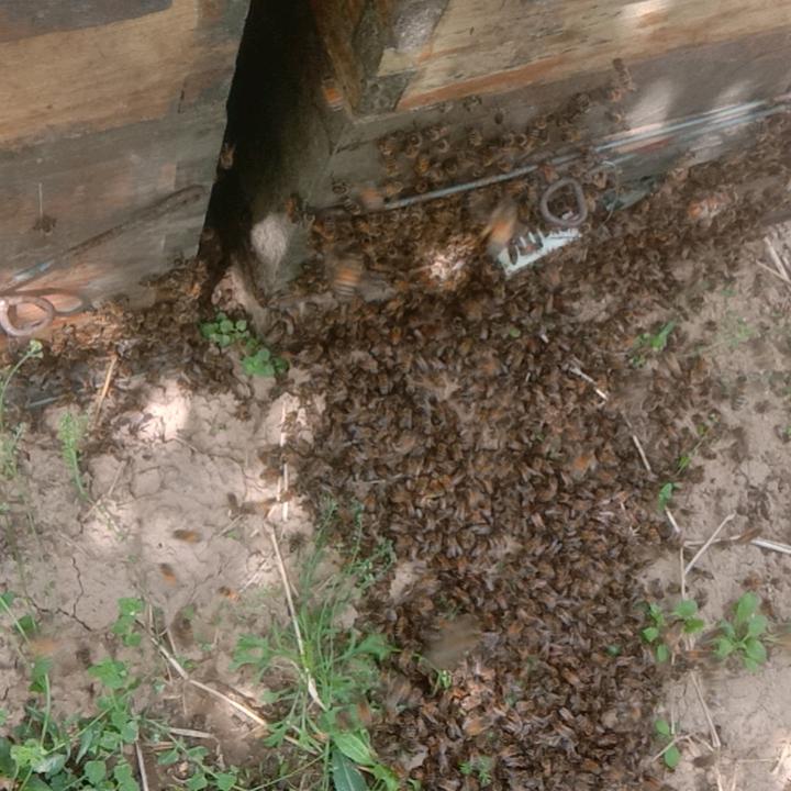 飞吧
