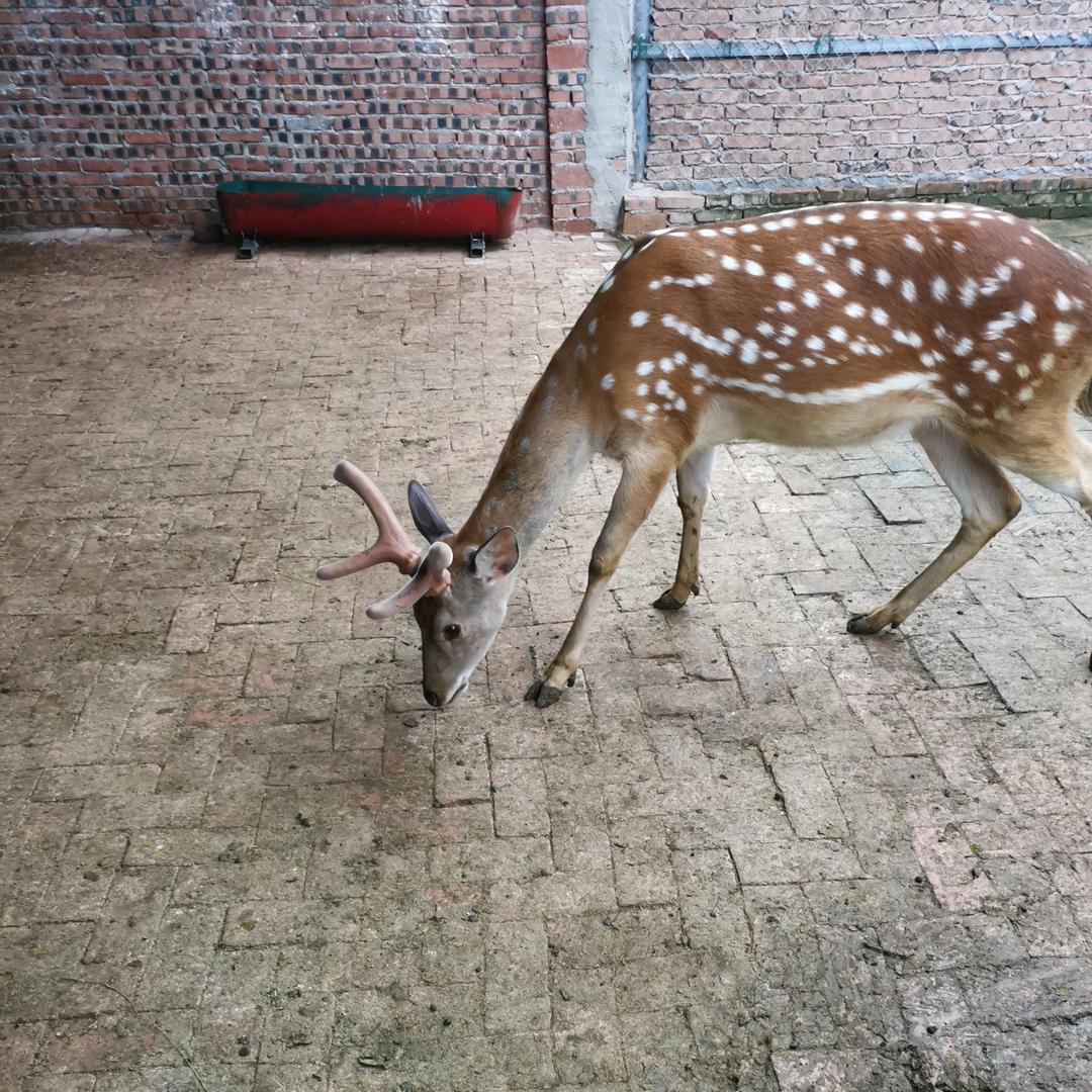 蓬安县福德梅花鹿养殖