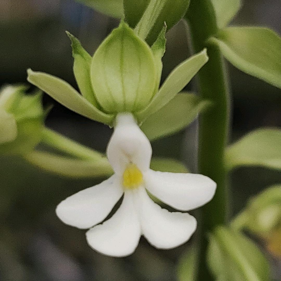 花如掌灯³¹⁷
