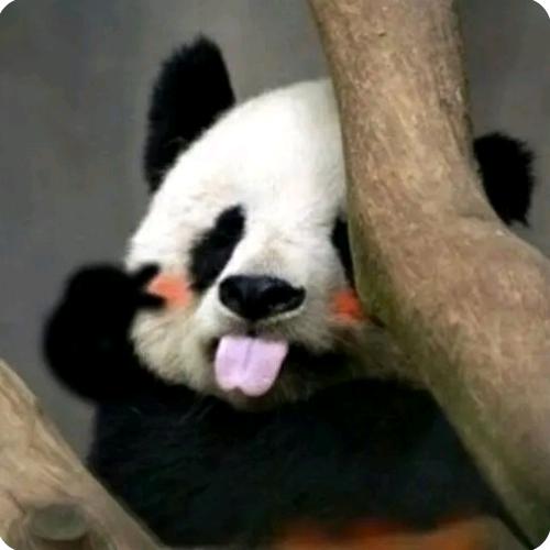 妙药兔兔