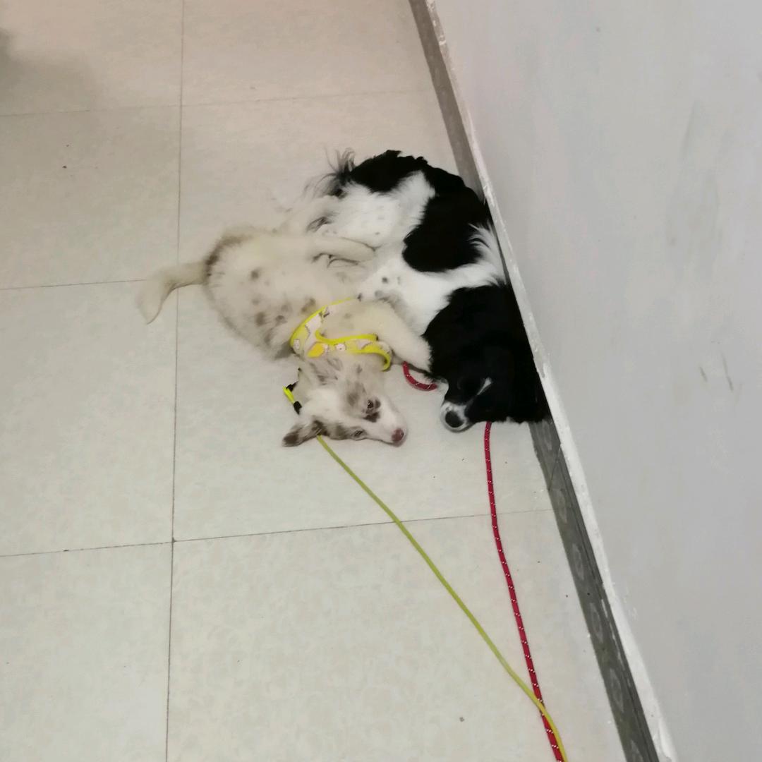 狐狸，鲁比我家的