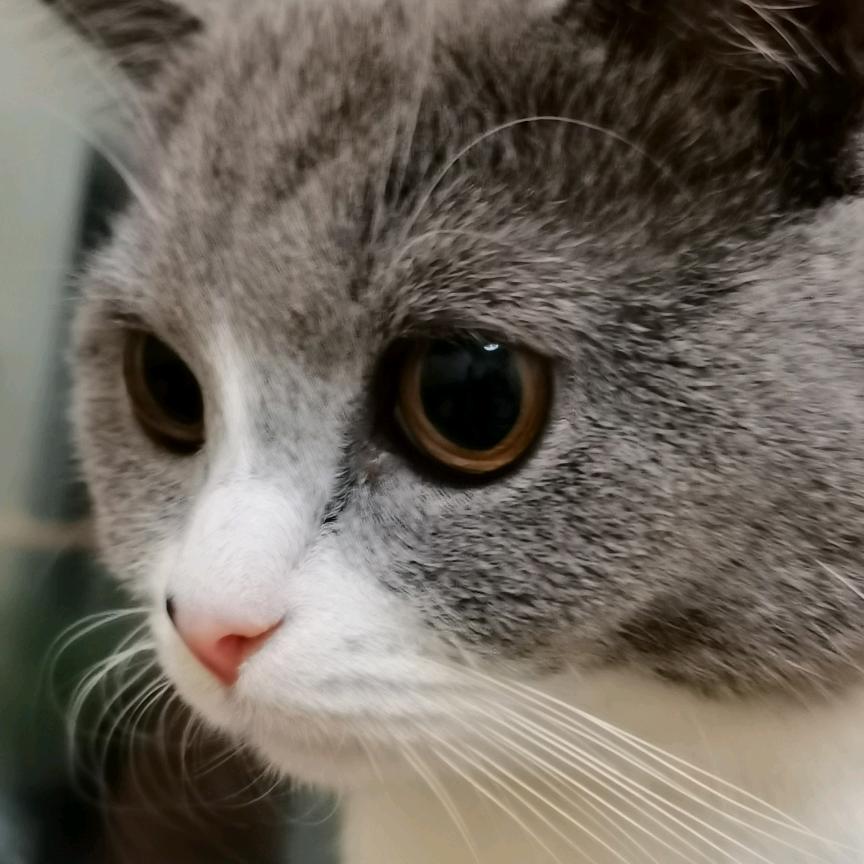 დ 不吃꧔ꦿ鱼᭄ꦿ꧔ꦿ的猫℘⸙♡̶҉