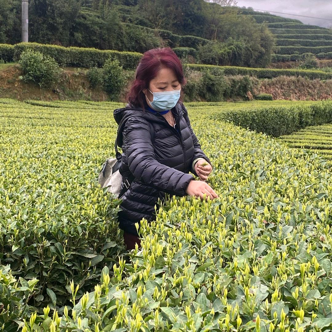 春阳茶行