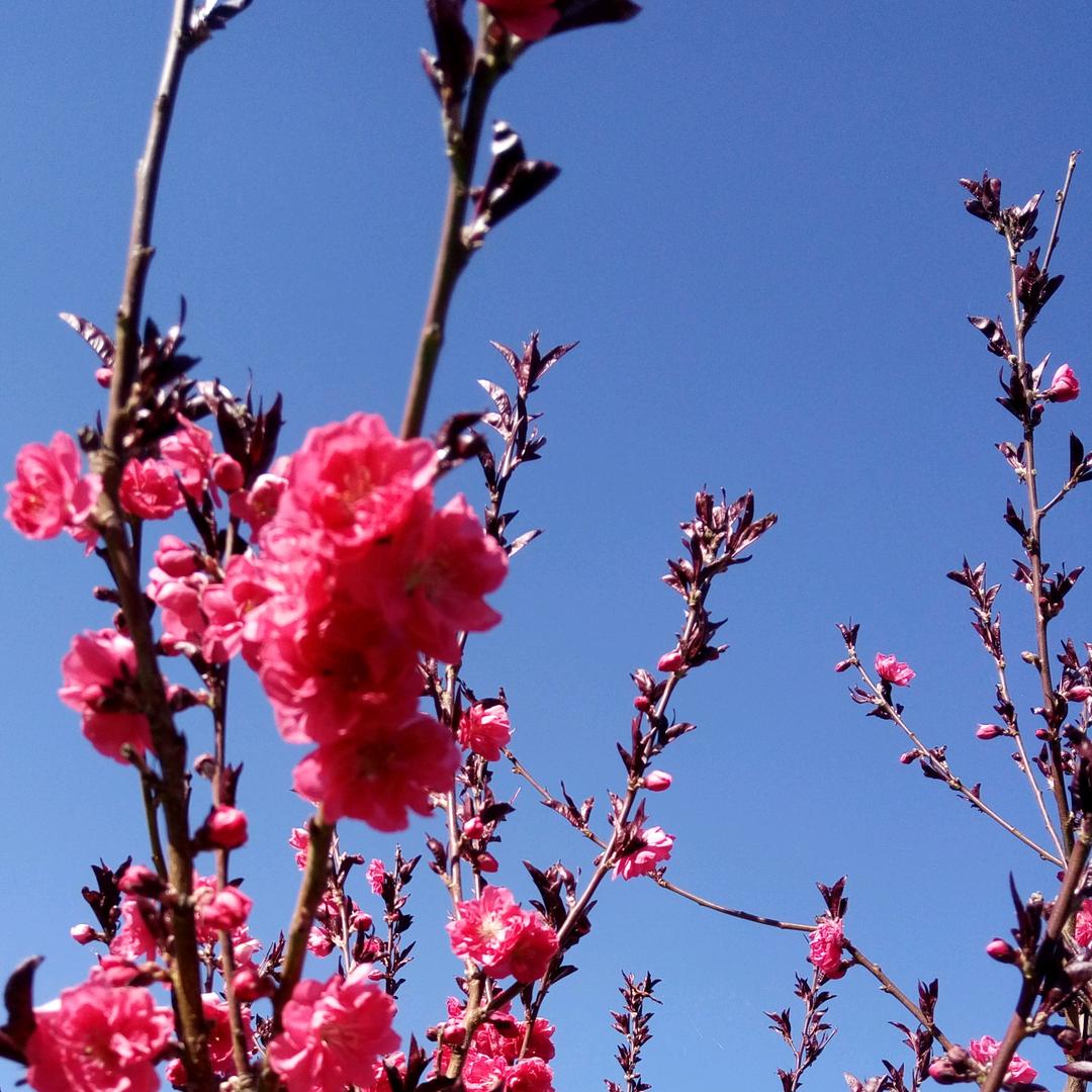 发财树🍎🍎🍎🍎