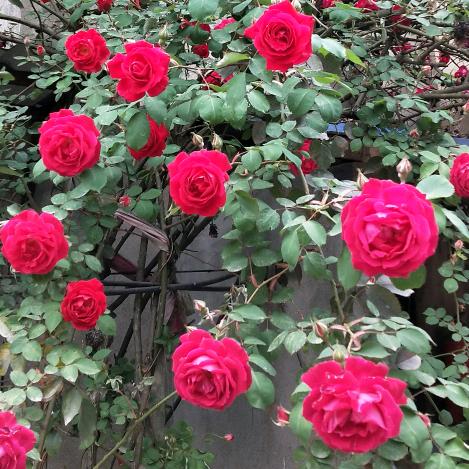 �᭄᪲ᩚ꯭徐徐꧔ꦿ℘如生এ⁵²º