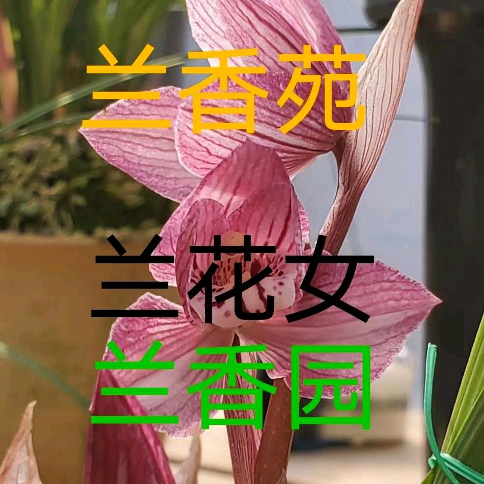 兰香苑兰花