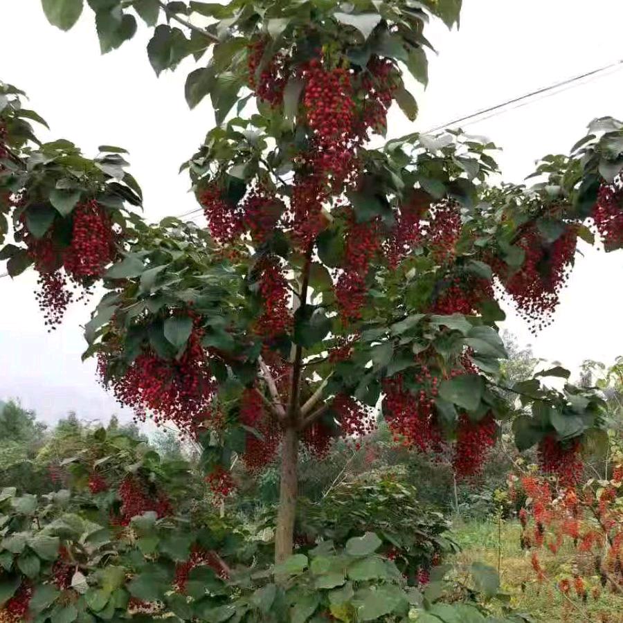 深圳友豪哥