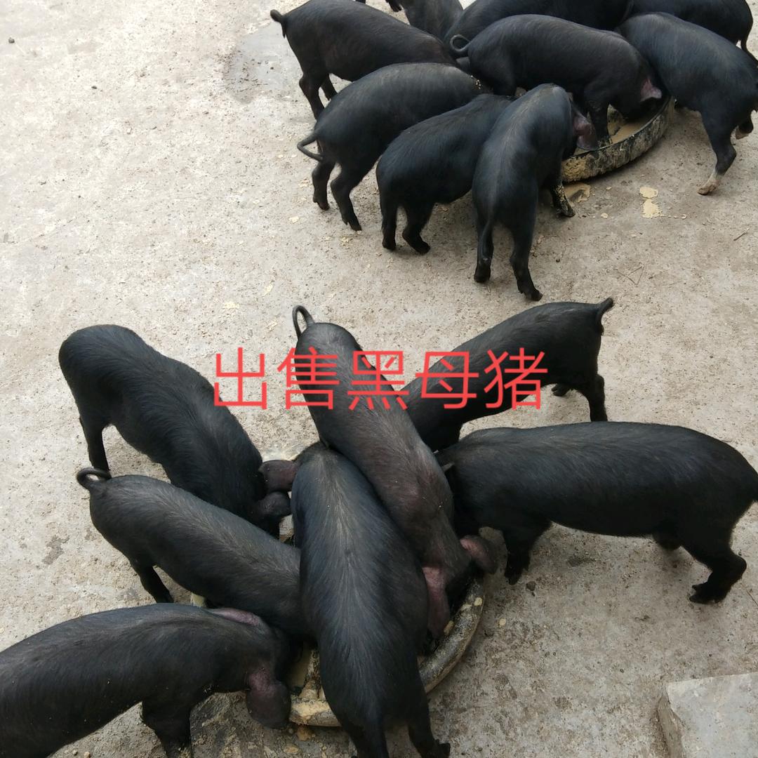 惠民副食