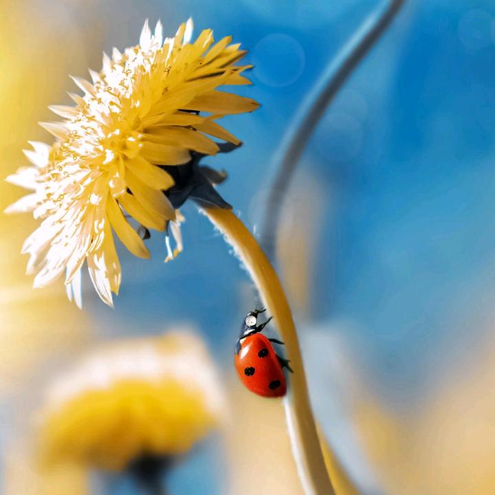 小花