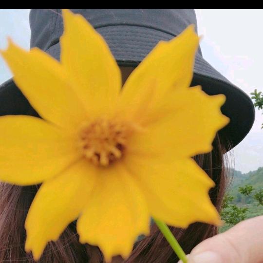 梦菊