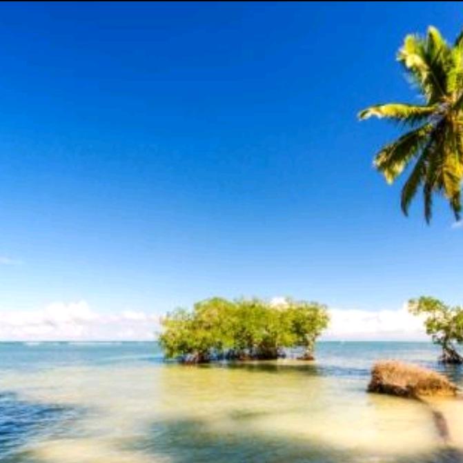 高高的白桦林里