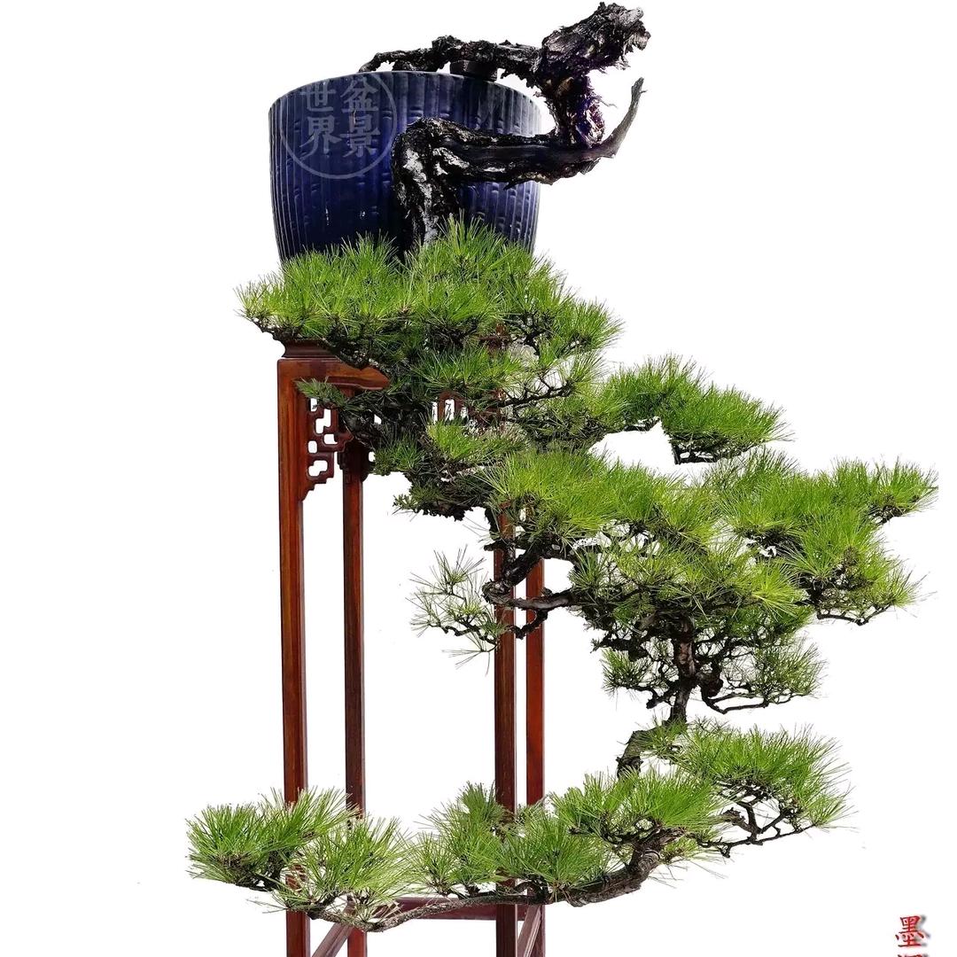 陶景苑盆景园艺（岭南九里香）
