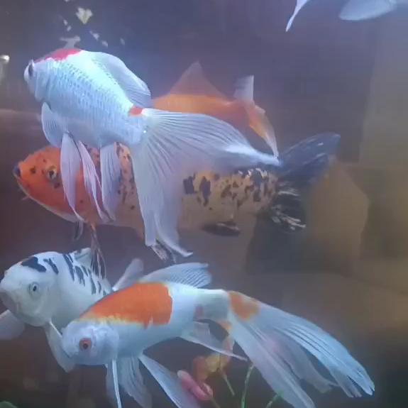 🐉¹⁹₈₈贾心饼干℘࿐