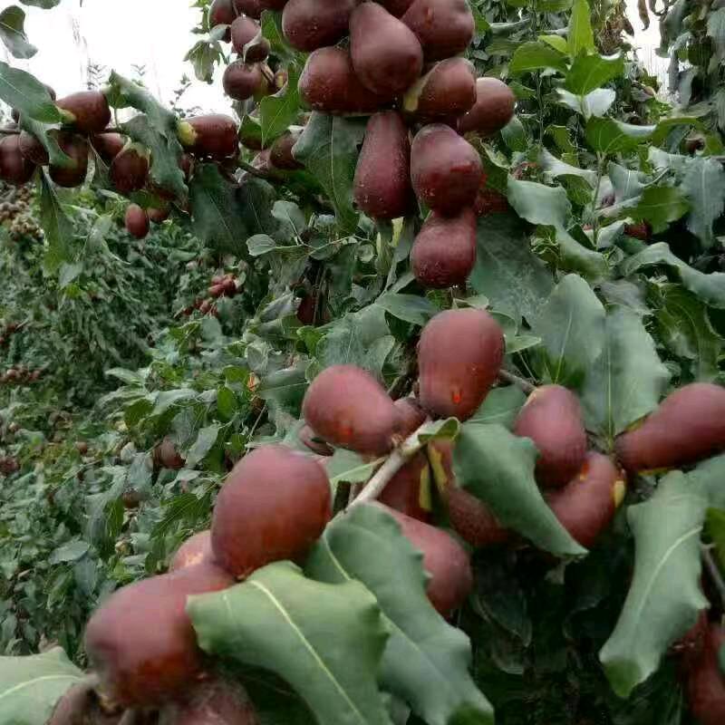 子涵干果店（助农）