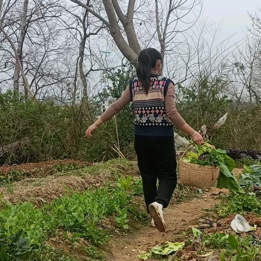 小杨爱种菜