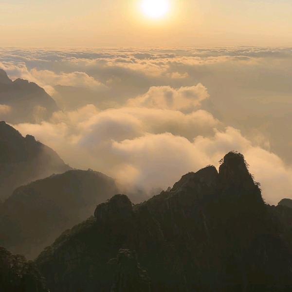 飞羽惊鸿