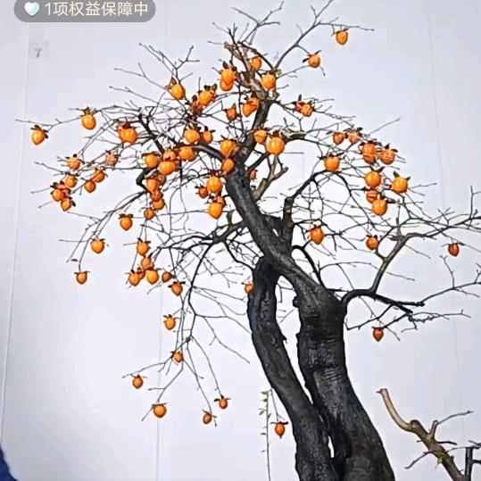 闲人盆景苑